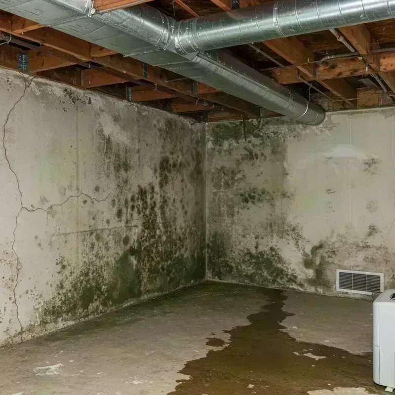 Professional Mold Removal in Roeland Park, KS